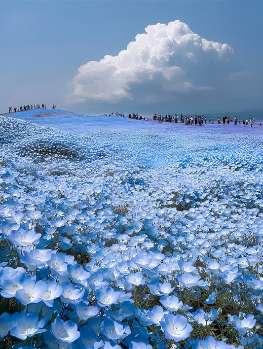 Hitachi Seaside Park day tour (private car)