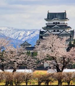 47都道府県の「オンライン桜見」（前編）