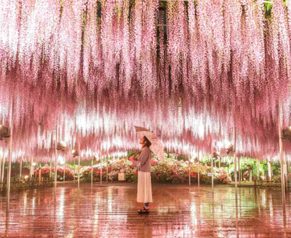 Ashikaga Flower Park wisteria & Hitachi Seaside Park day tour
