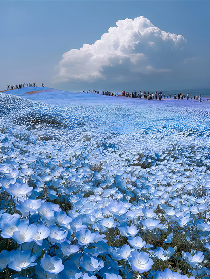 Hitachi Seaside Park day tour (private car)