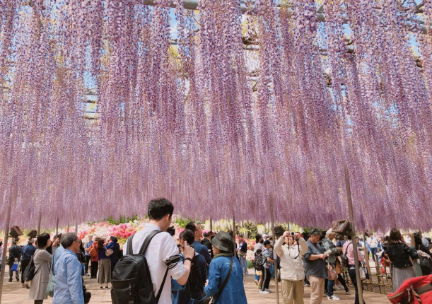 Ashikaga Flower Park wisteria & Hitachi Seaside Park day tour