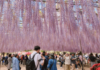 Ashikaga Flower Park wisteria & Hitachi Seaside Park day tour