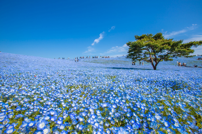 Ashikaga Flower Park wisteria & Hitachi Seaside Park day tour