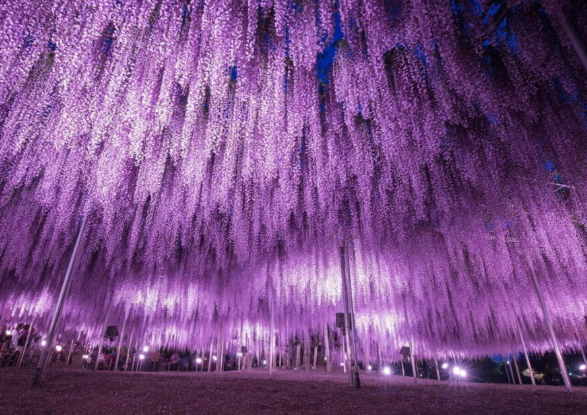 Ashikaga Flower Park wisteria & Hitachi Seaside Park day tour